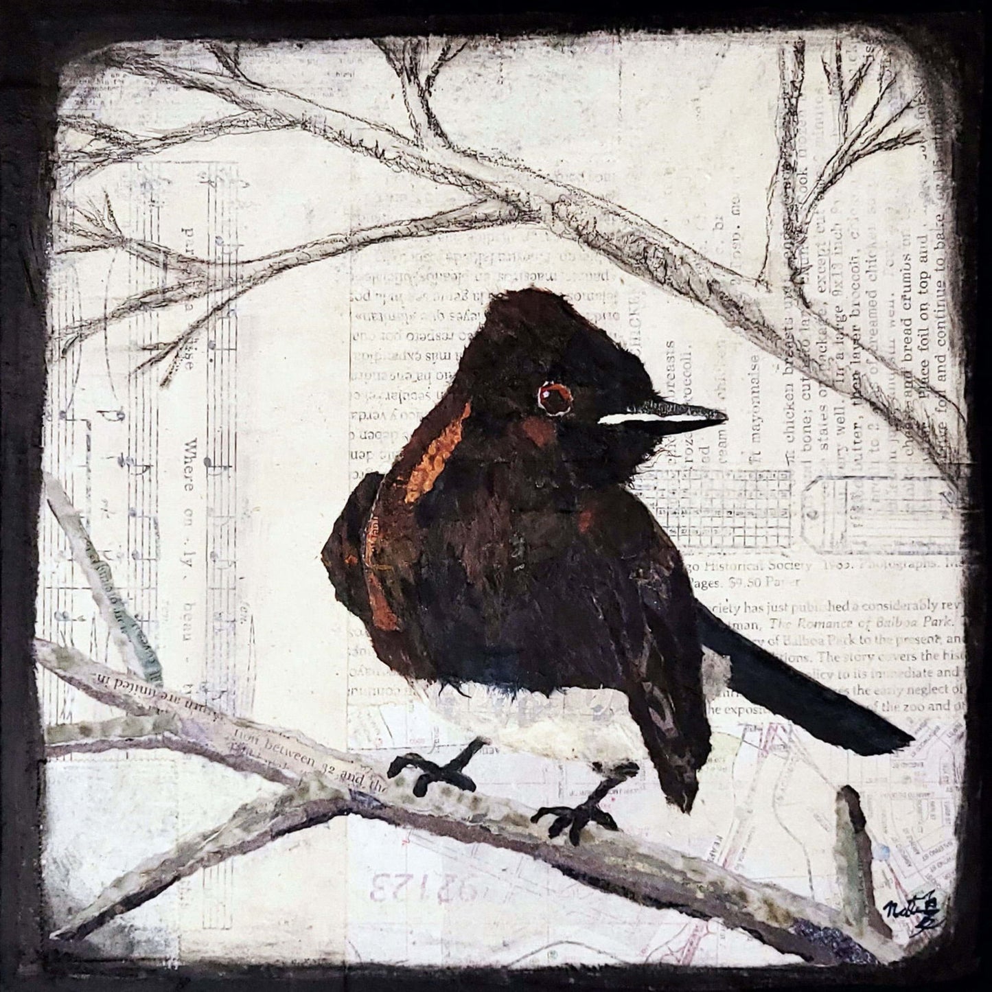 Backyard Birds Black Phoebe