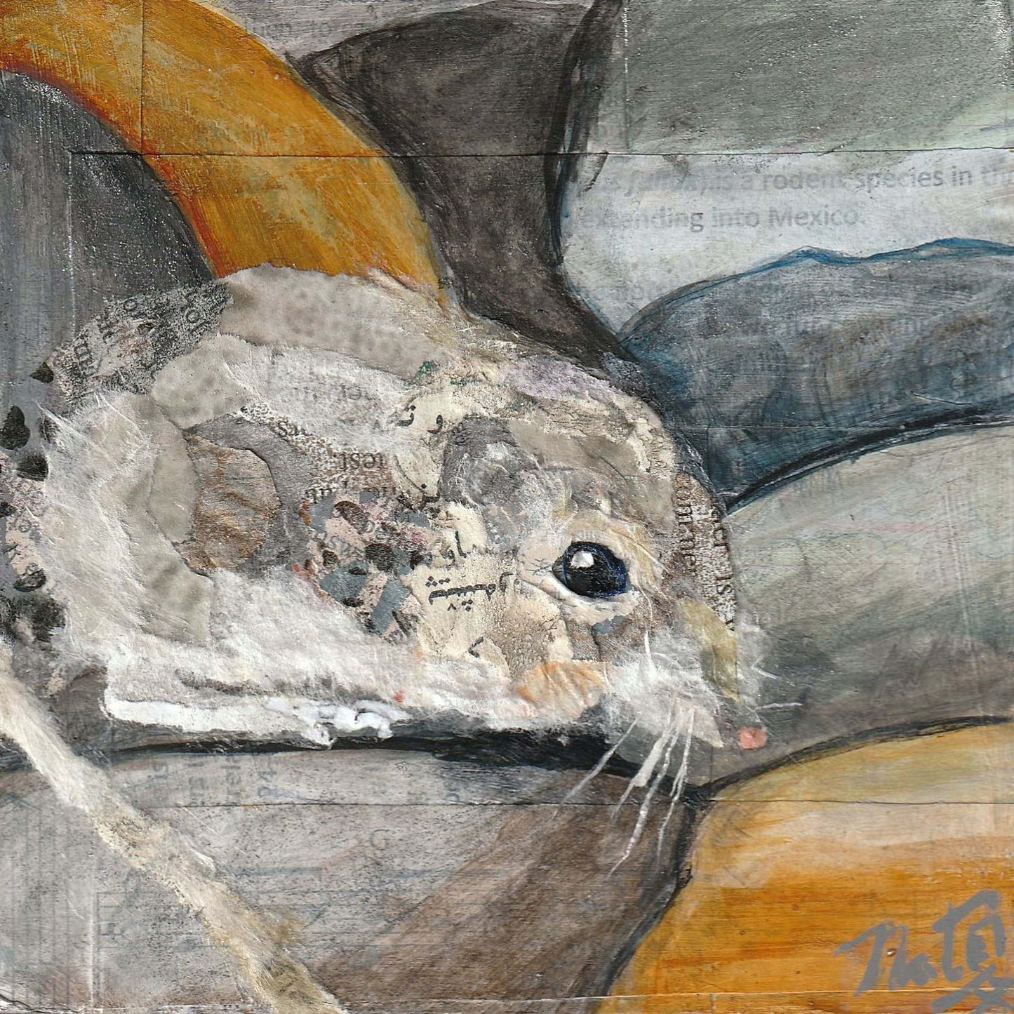 Wild Neighbors San Diego Pocket Mouse