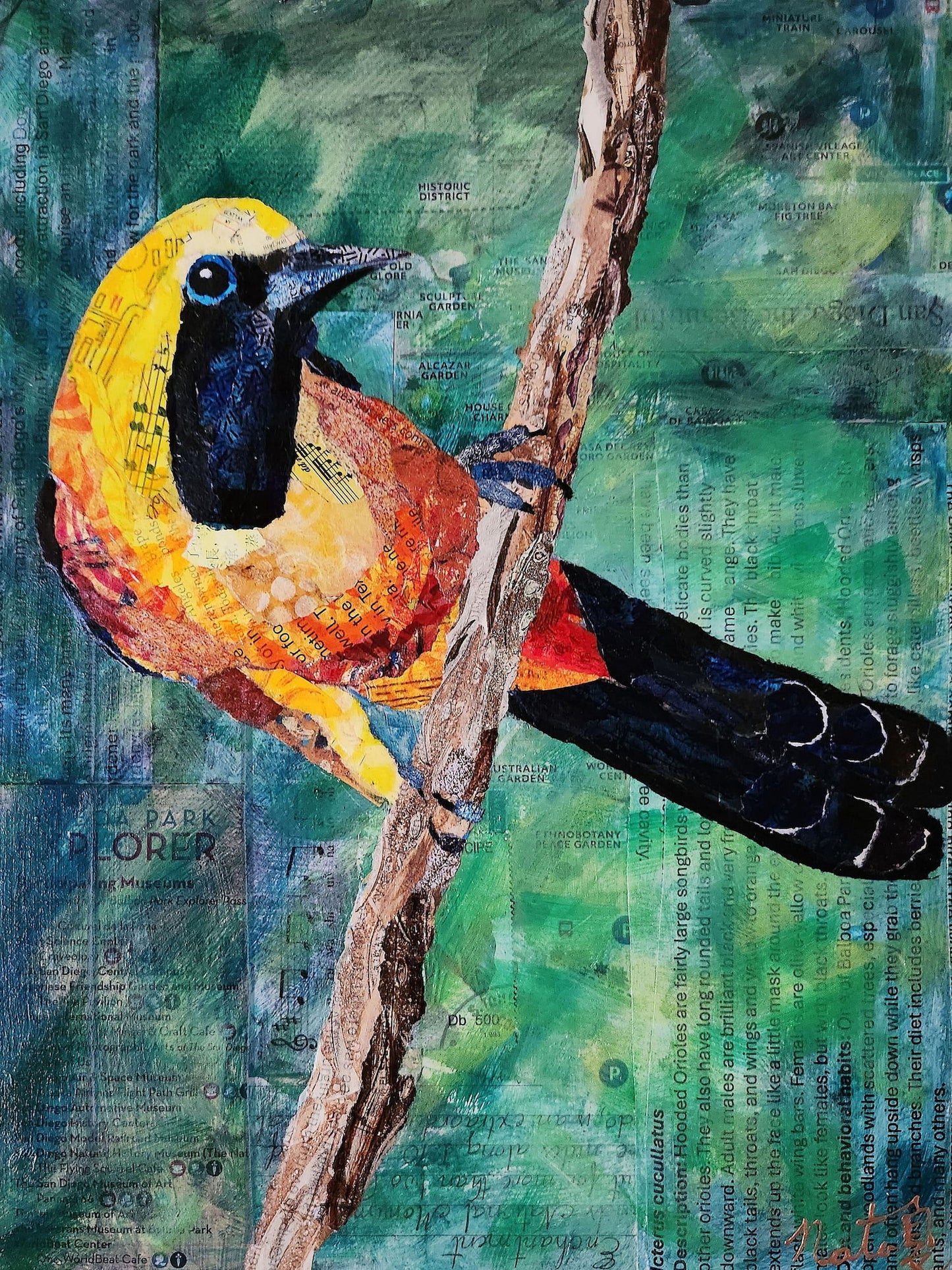 Birds of Balboa Park: Hooded Oriole